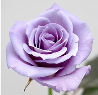 サントリーブルーローズ